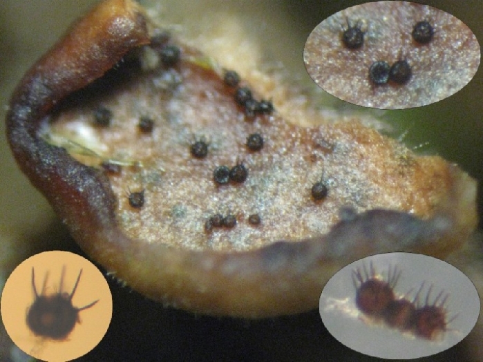 macrostoma