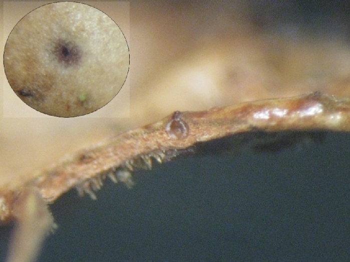macrostoma