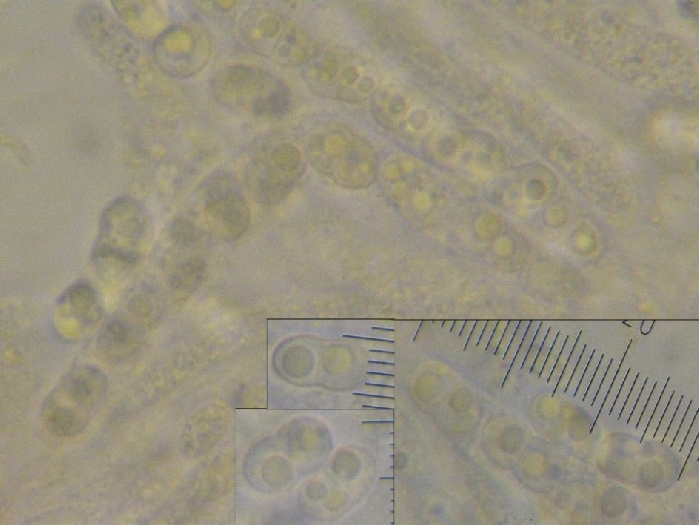macrostoma