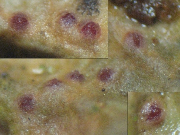 macrostoma
