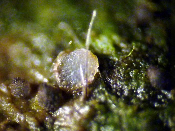macrostoma