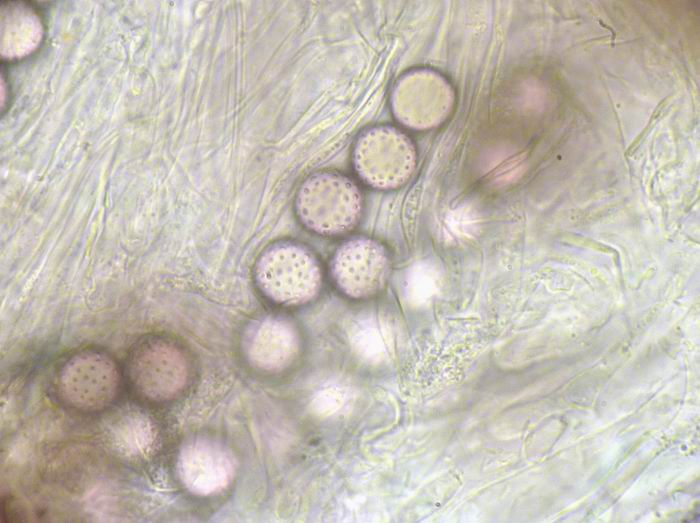 macrostoma