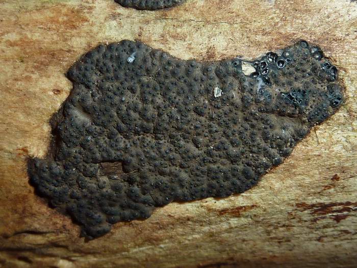 macrostoma