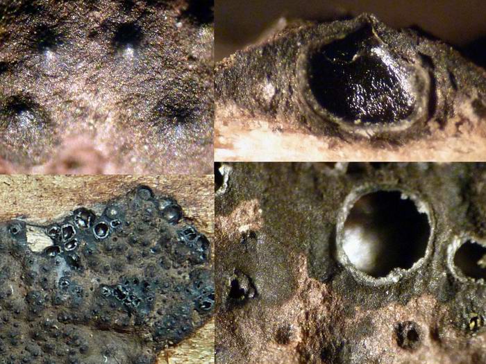 macrostoma