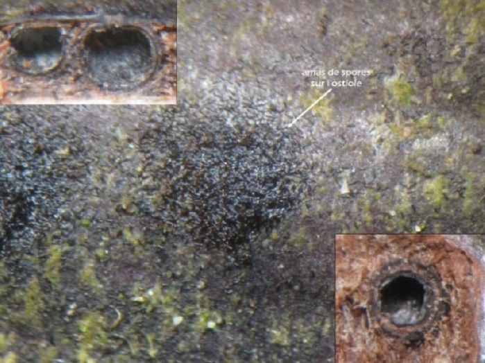 macrostoma