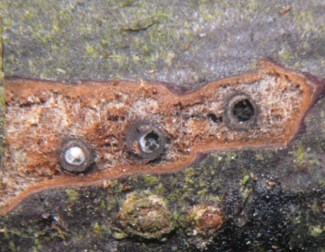 macrostoma