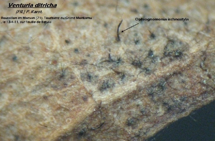 macrostoma