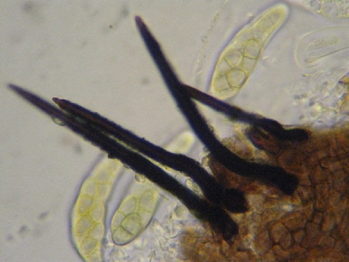 macrostoma