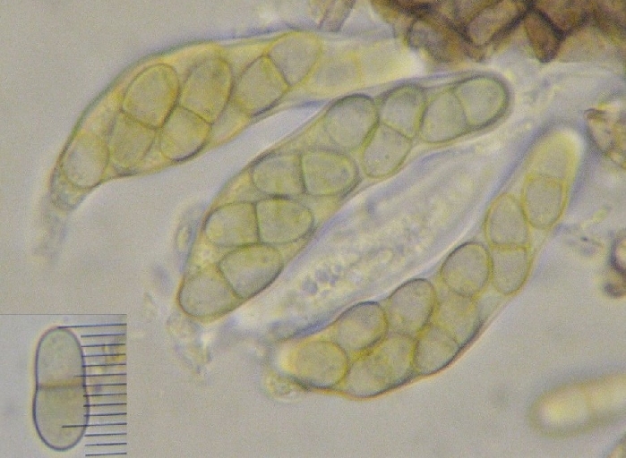 macrostoma
