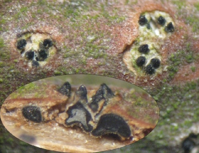 macrostoma