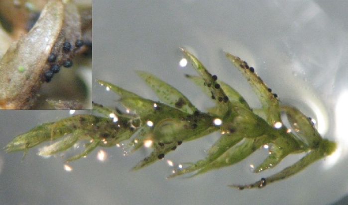 macrostoma