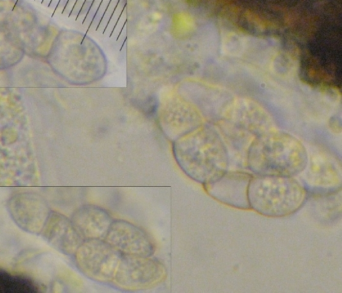 macrostoma