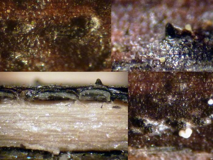 macrostoma