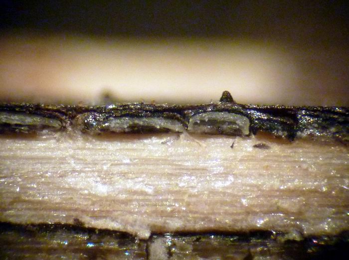 macrostoma