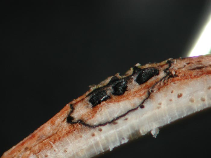 macrostoma