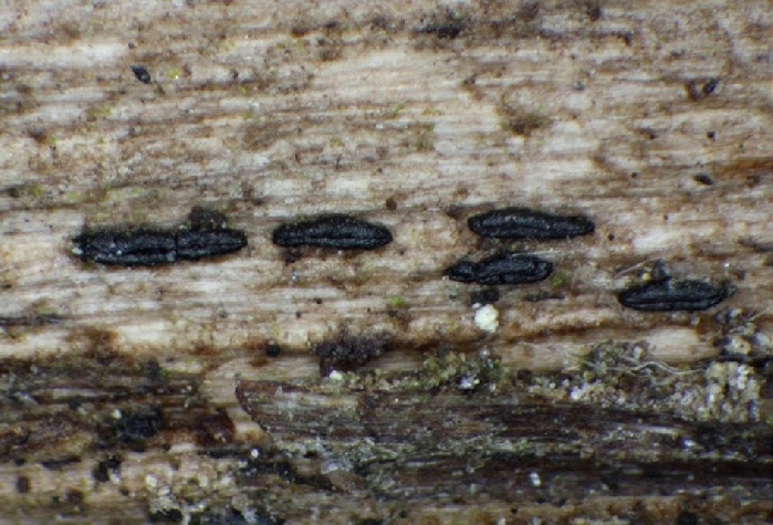 macrostoma