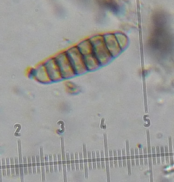 macrostoma