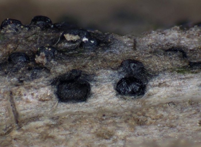 macrostoma