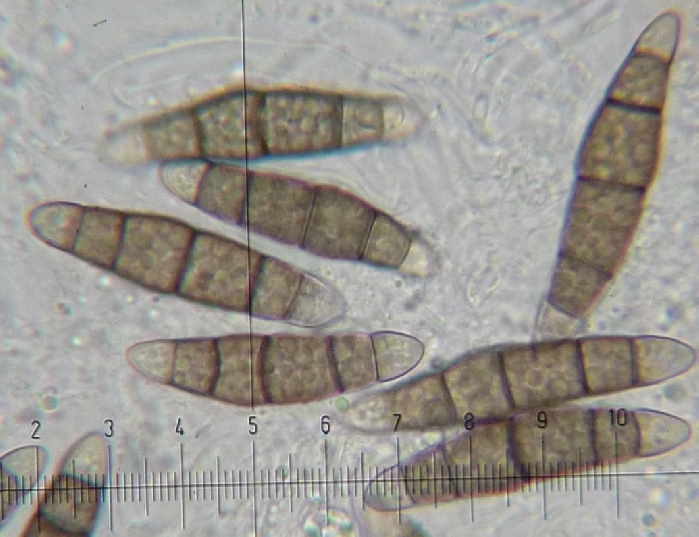 macrostoma