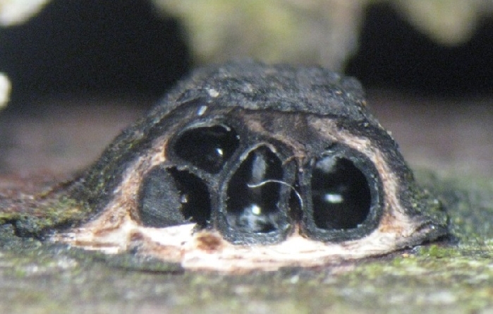 macrostoma