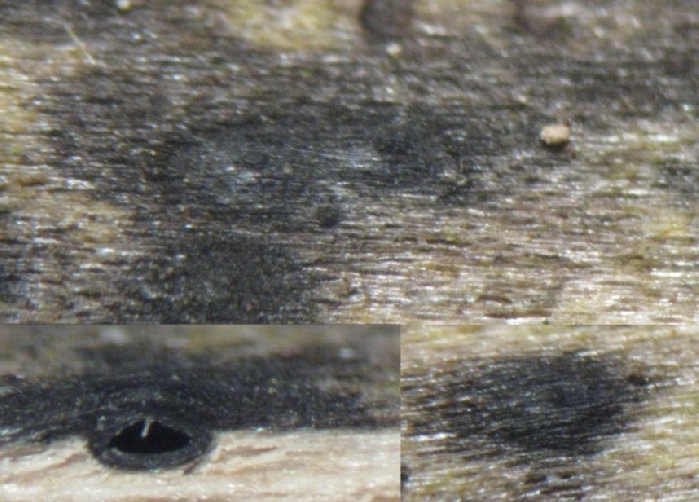 macrostoma