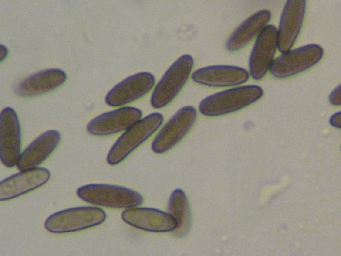 macrostoma