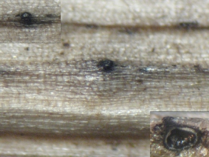 macrostoma