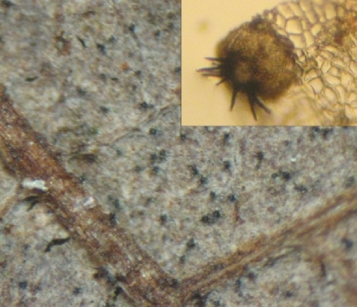 macrostoma