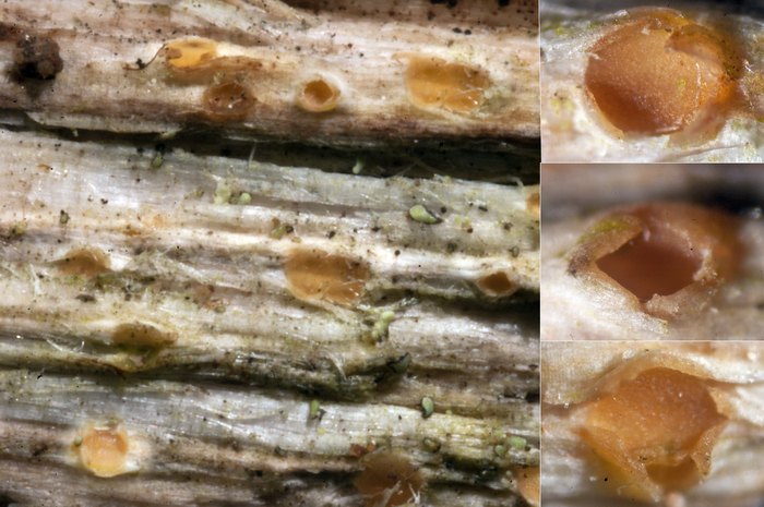 macrostoma