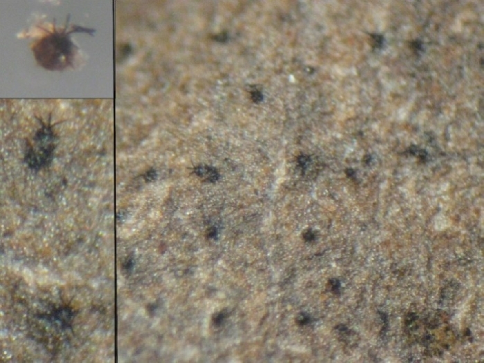 macrostoma
