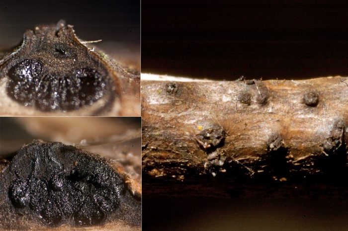 macrostoma