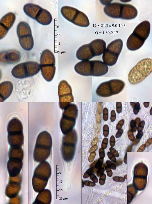 macrostoma