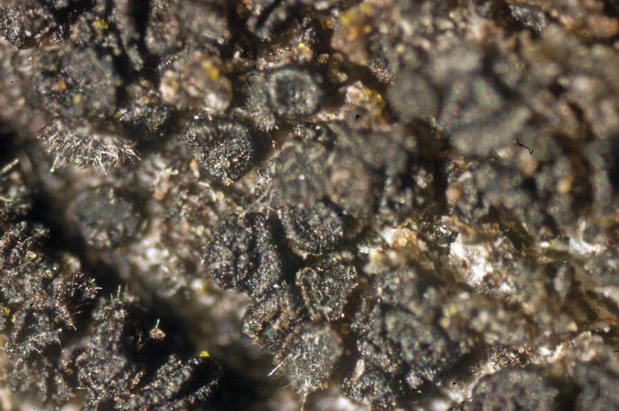 macrostoma