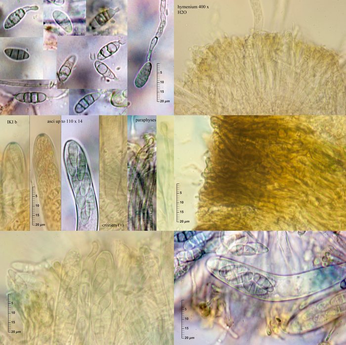macrostoma