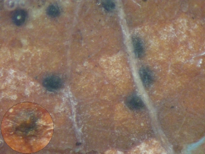 macrostoma