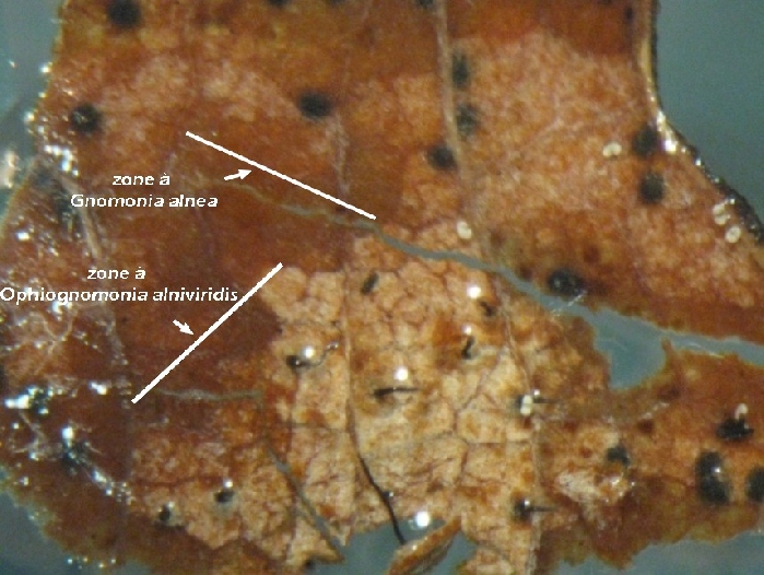 macrostoma