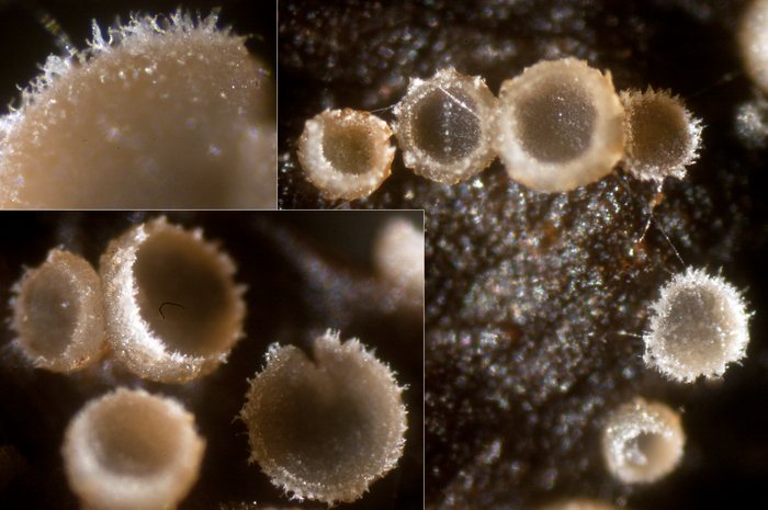 macrostoma