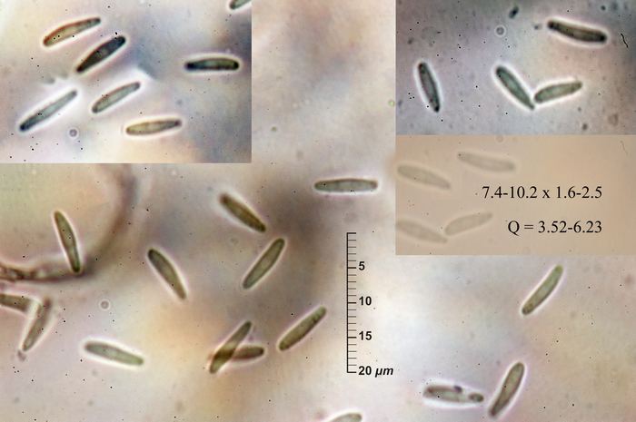 macrostoma