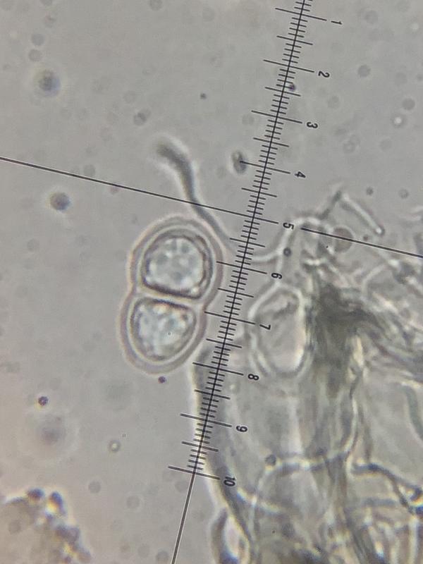 macrostoma
