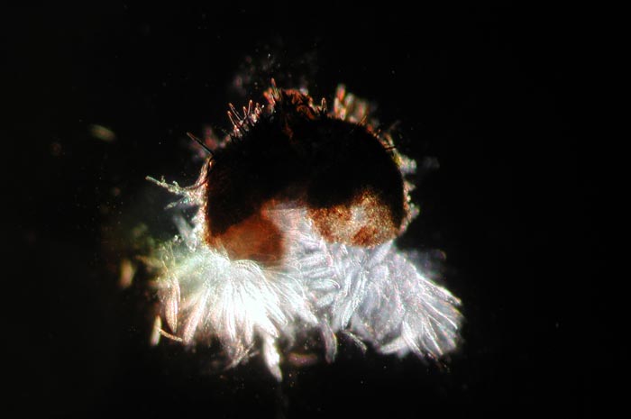 macrostoma