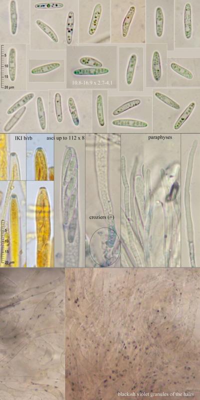 macrostoma