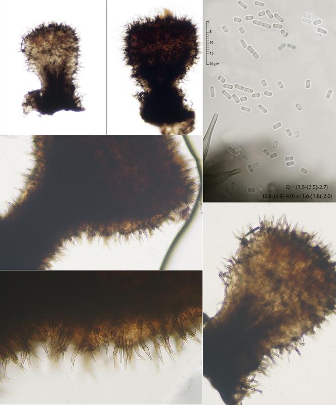 macrostoma