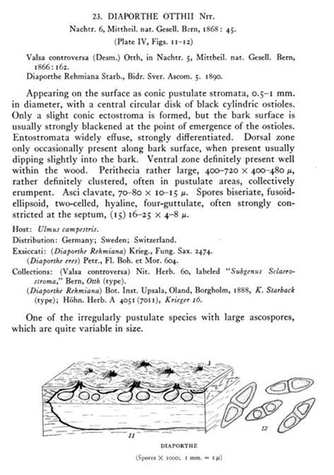 macrostoma