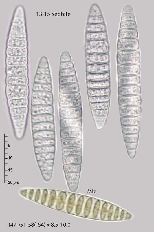 macrostoma