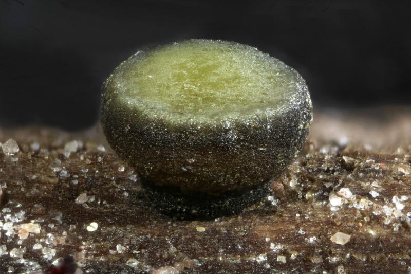 macrostoma