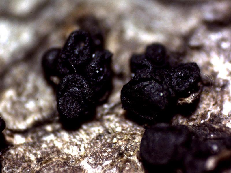macrostoma