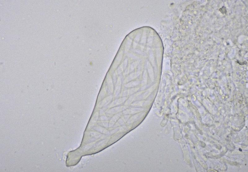 macrostoma