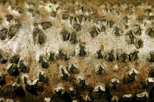 macrostoma