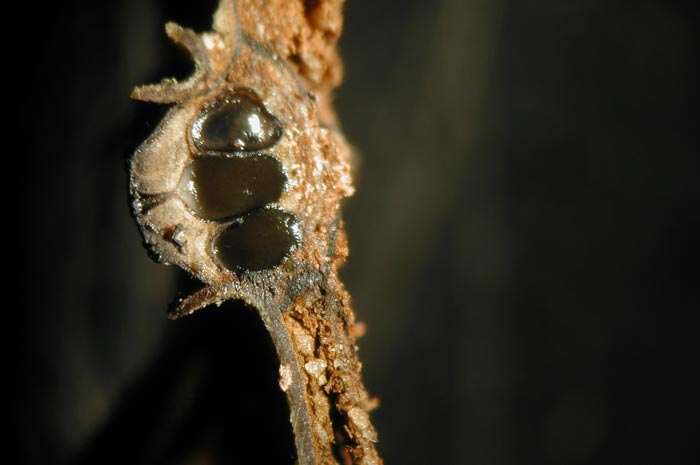 macrostoma
