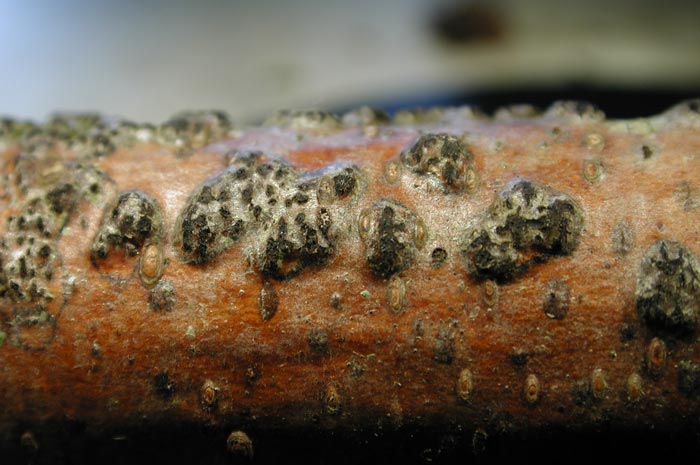 macrostoma